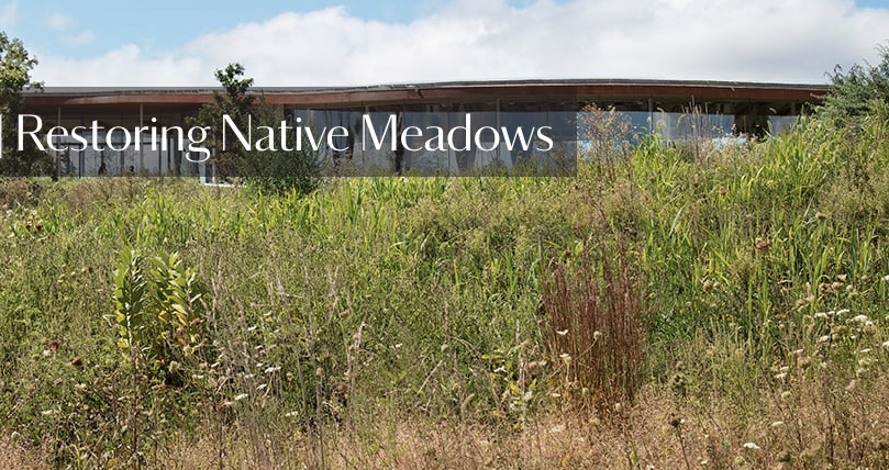 Restoring Native Meadows at Grace Farms