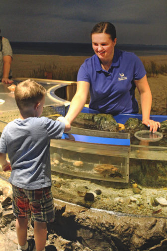 Volunteer Touch Tank Maritime Aquarium
