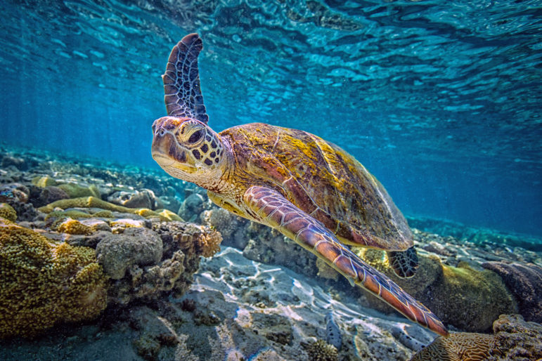 Great Barrier Reef green sea turtle IMAX aquarium 2019