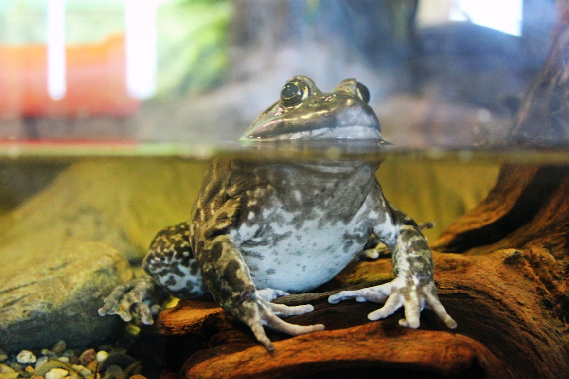 Frog Maritime Aquarium Frog Watch 2020