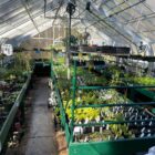 DCA Greenhouse Gardening