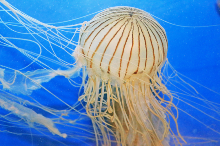 Jellyfish