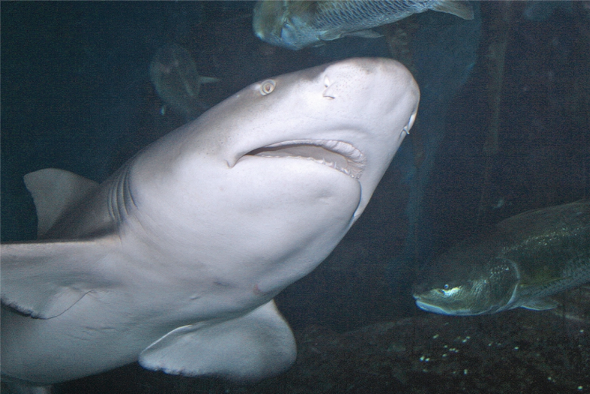 Sharks Shark Safari