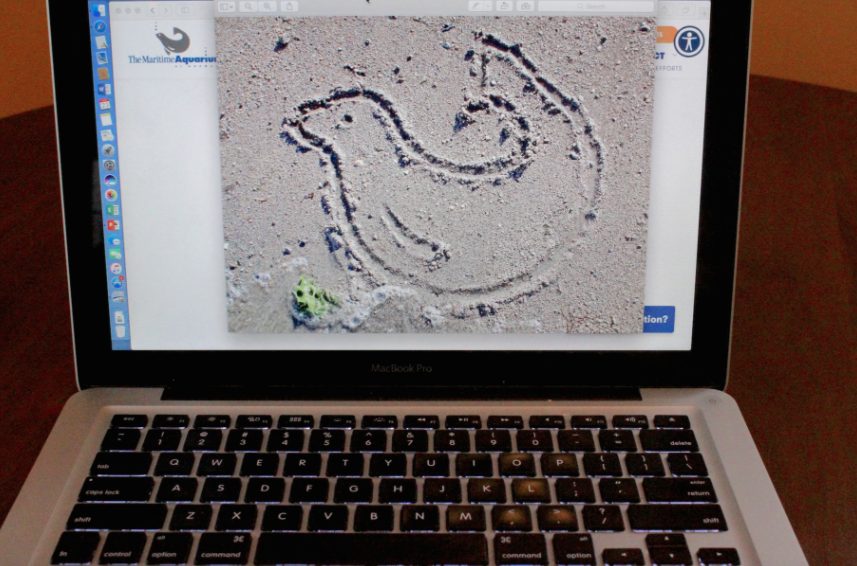 Laptop Seal in Sand Maritime Aquarium