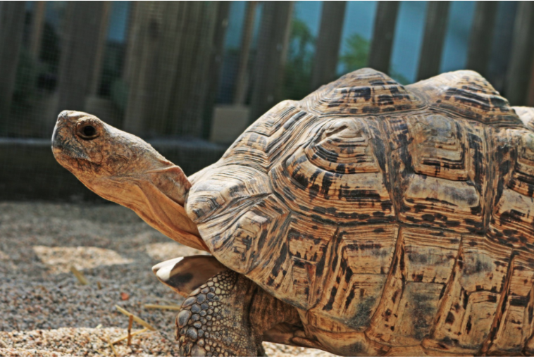 Tortoise Turtle Giant Turtle