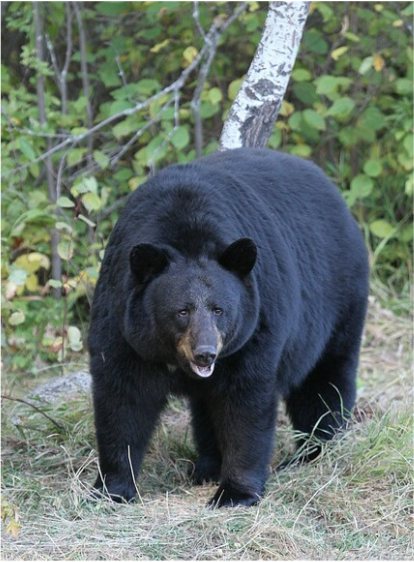 American Black Bear ursus americanus