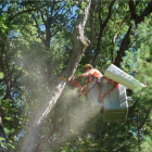 Eversource tree trimming