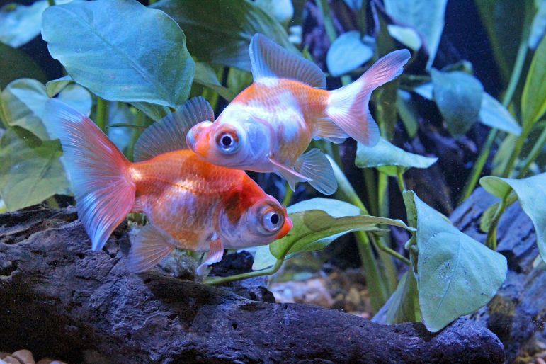 Butterfly-Tail Goldfish