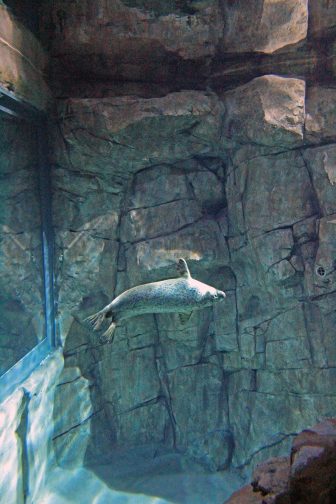 Seal Exhibit Maritime Aquarium