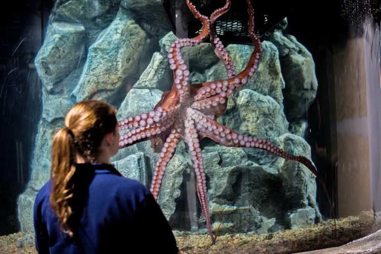 Octopus Maritime Aquarium
