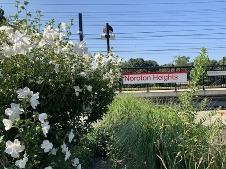 Rose of Sharon at Noroton Heights Railroad Station