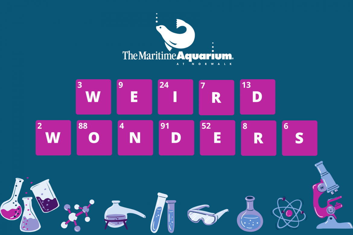 Weird Wonders event wacky science for kids Maritime Aquarium 2022