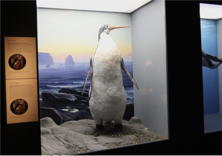 Penguin at Bruce Museum