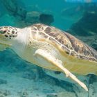 Sea Turtle Maritime Aquarium World Turtle Day 2023