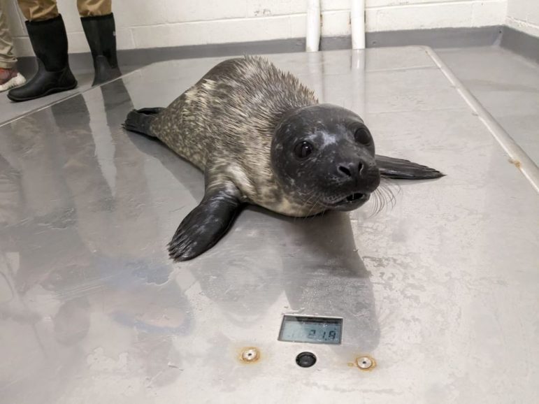 Sono Harbor Seal Pup Born