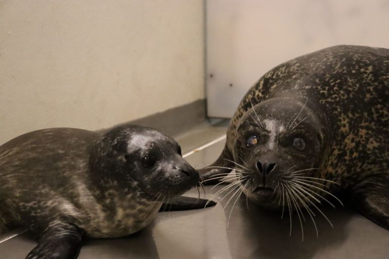 Sono and Gracie Harbor Seal mother and son aquarium