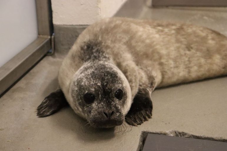 Sono harbor seal aquarium