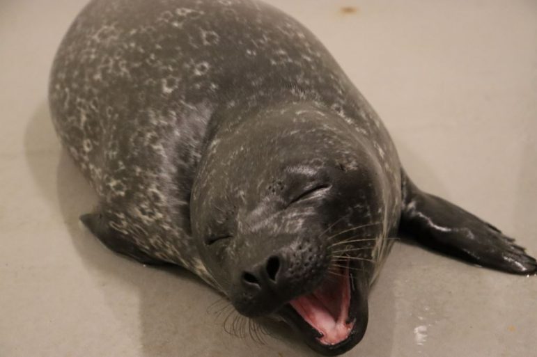Sono Harbor Seal Pup born at aquarium