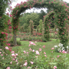 Elizabeth Park roses