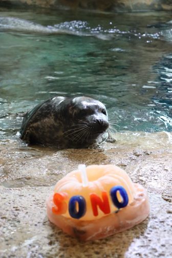 Sono Harbor Seal Pup Maritime Aquarium