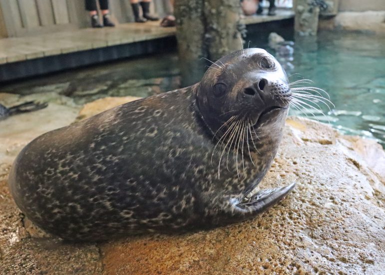 Sono Harbor Seal Maritime Aquarium